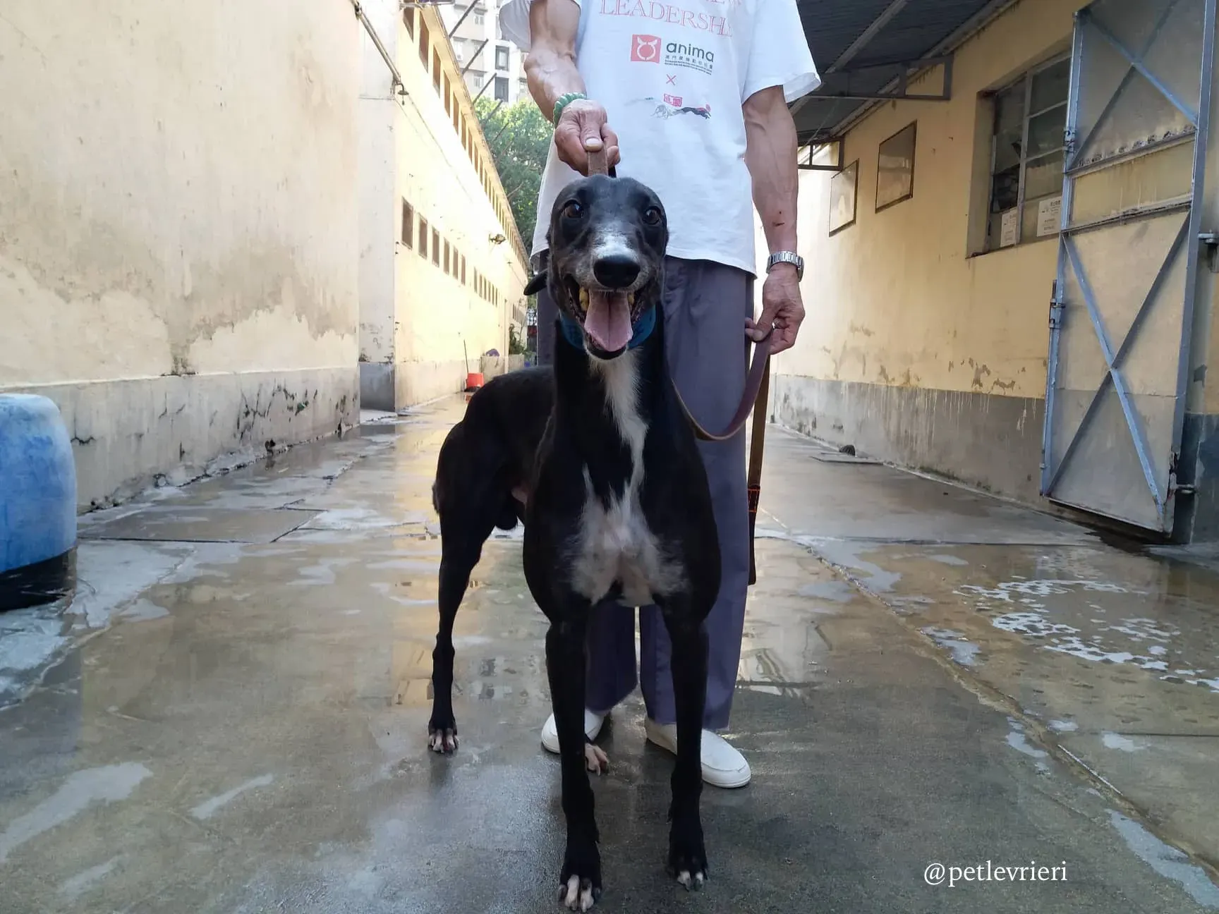 6 turramurra tom adozione greyhound macao