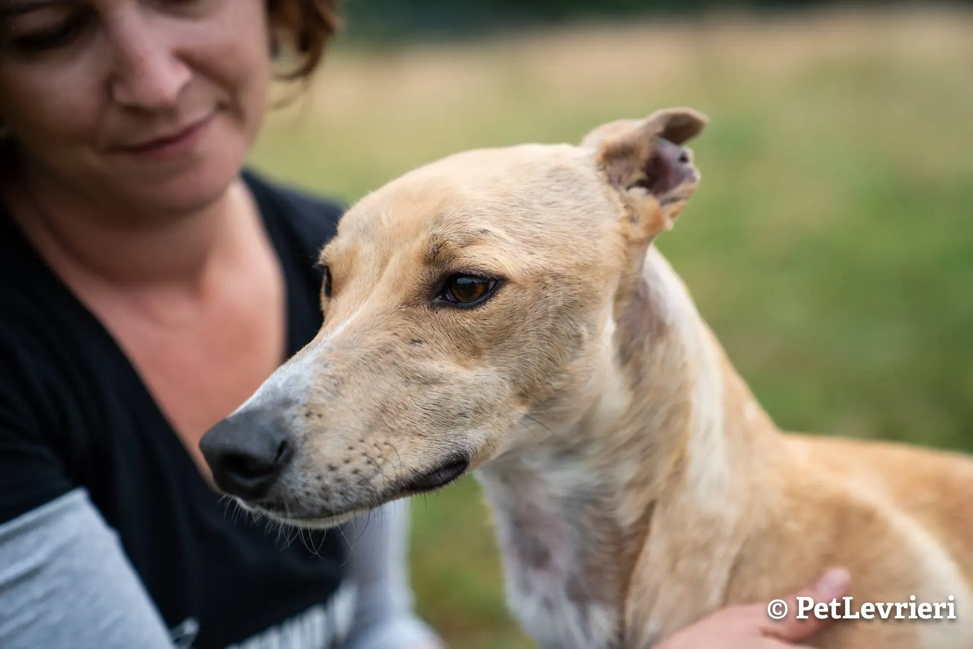 6 will adozione levrieri greyhound