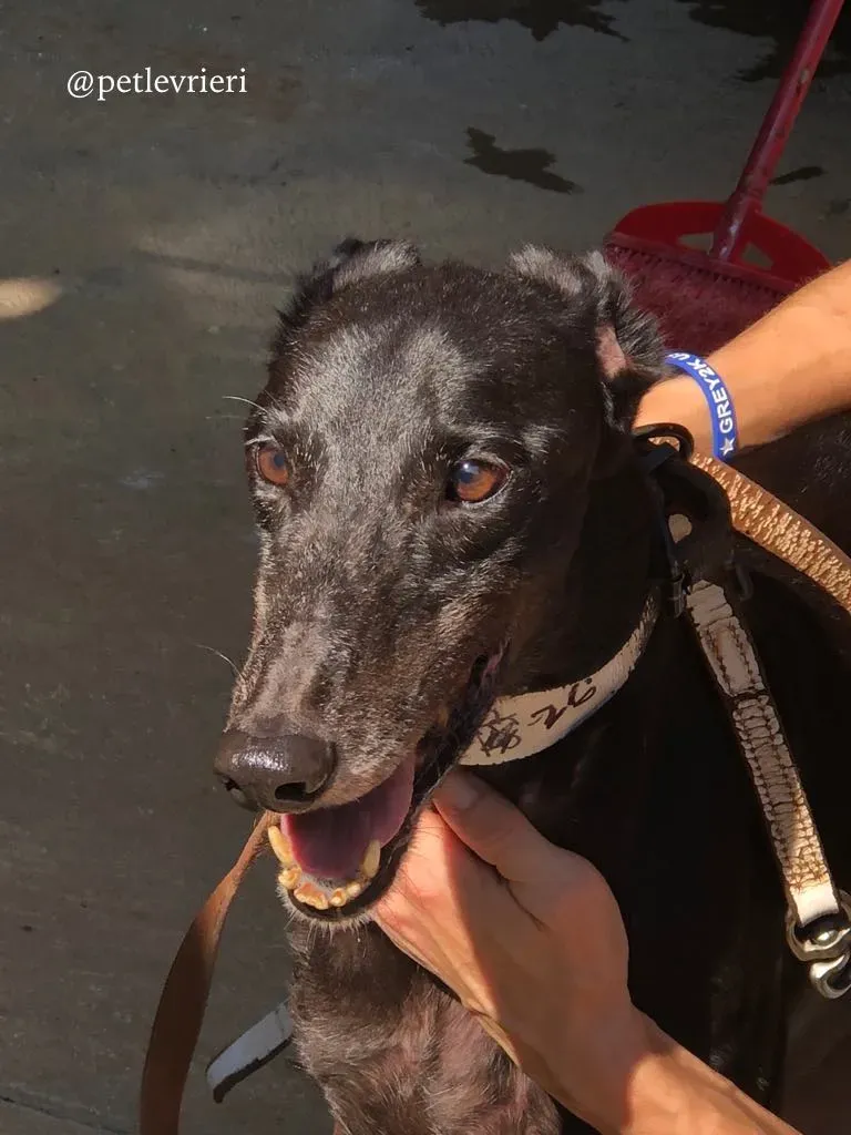 6 win warrior adozione greyhound macao