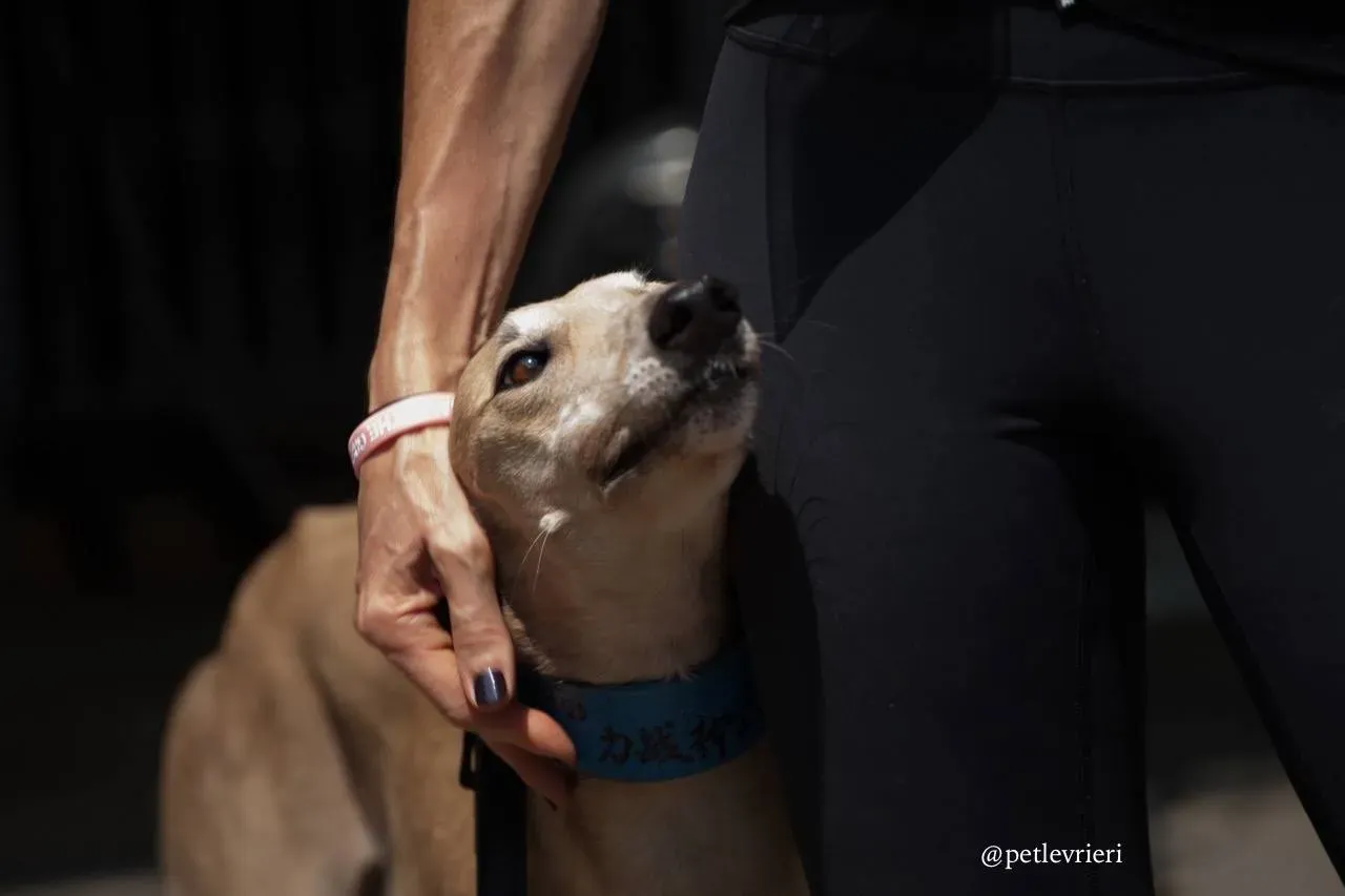 6 wins herojoys adozione greyhound macao