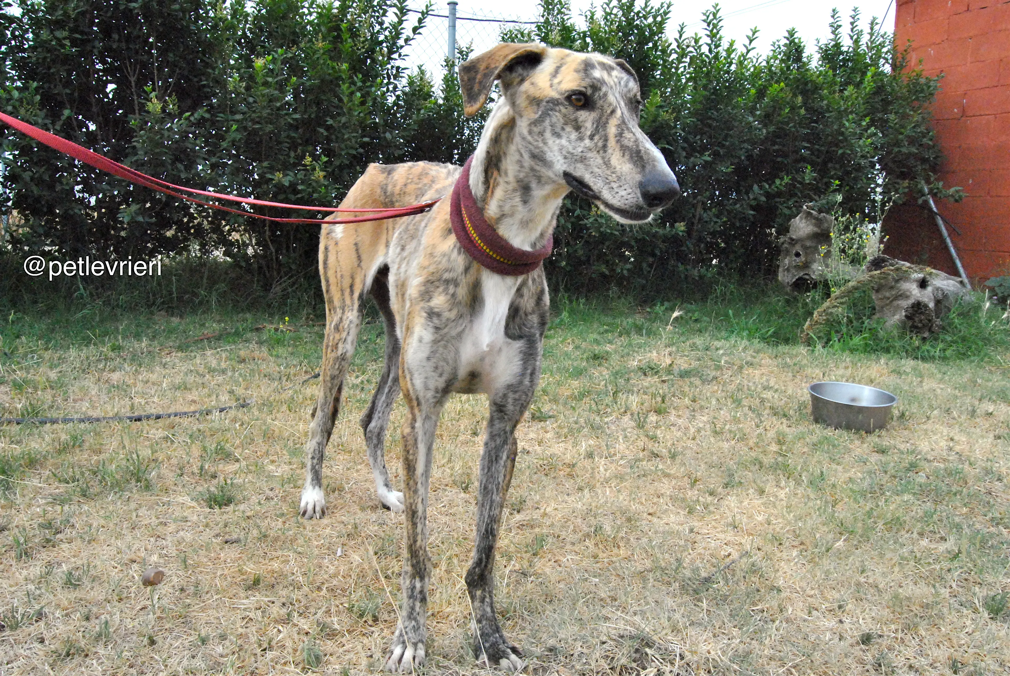 6 yasi adozione levrieri galgo