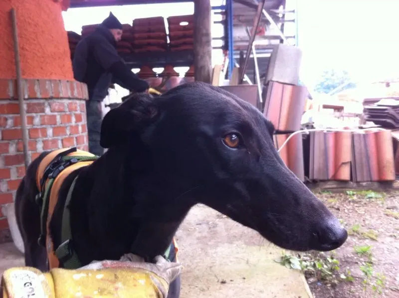 6b8b74d2984c660a34fa2b70a8921698