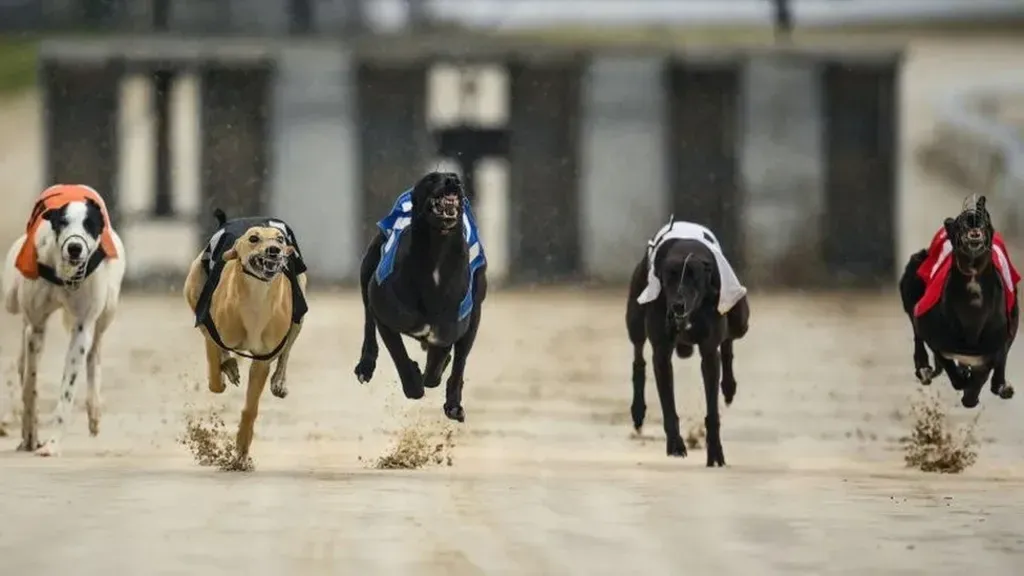 6eac20c0 ee0b 11ef a319 fb4e7360c4ec.jpg