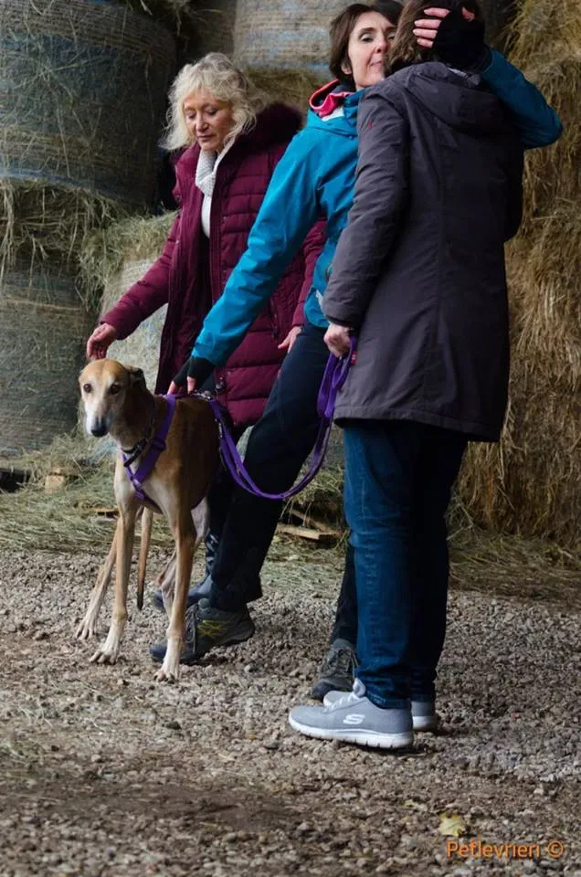 71 Imperio galgo adozione pet levrieri onlus