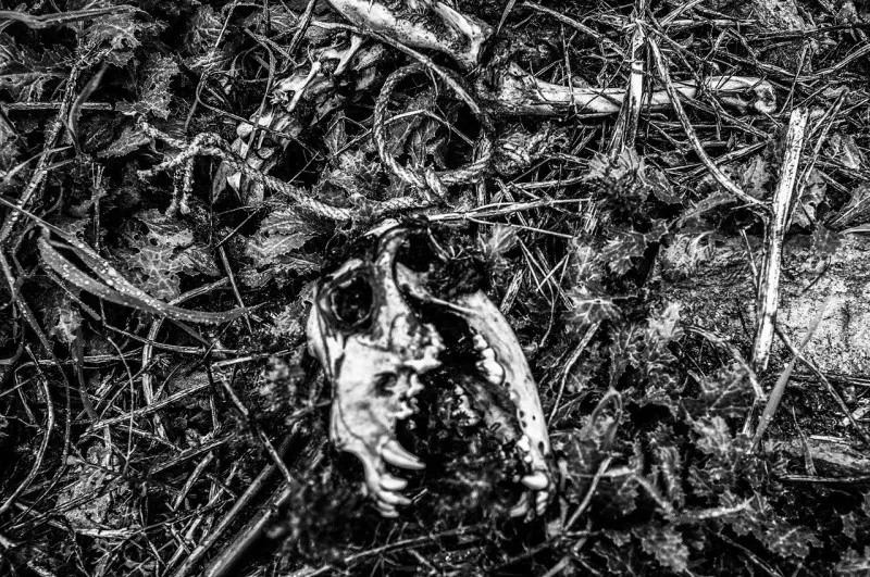 71802674281 Media 02