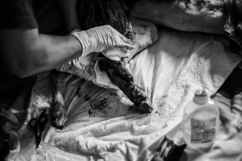 71802674281 Media 09