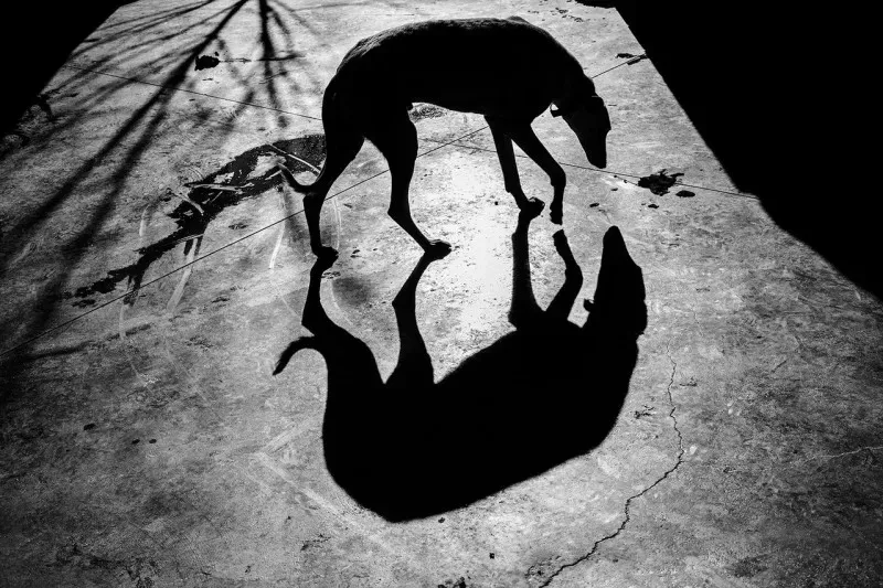 71802674281 Media 11