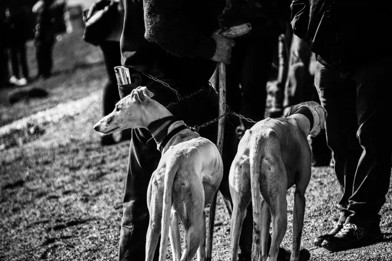 71802674281 Media 12