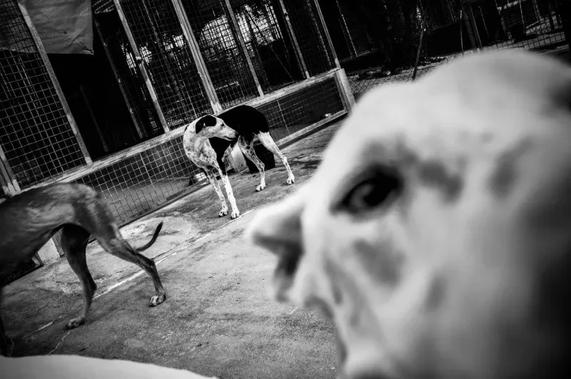 71802674281 Media 13