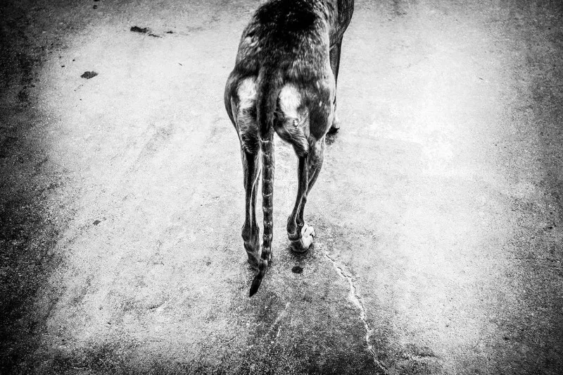 71802674281 Media 15