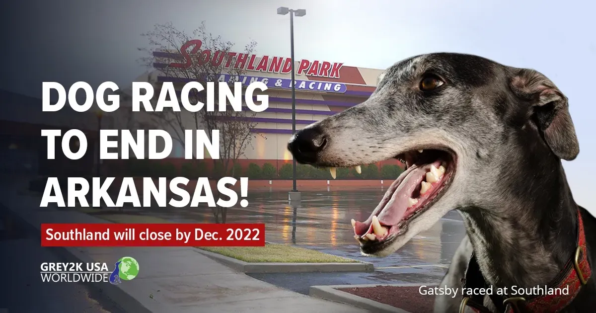 72826611 2533816426702197 777464800849428480 o