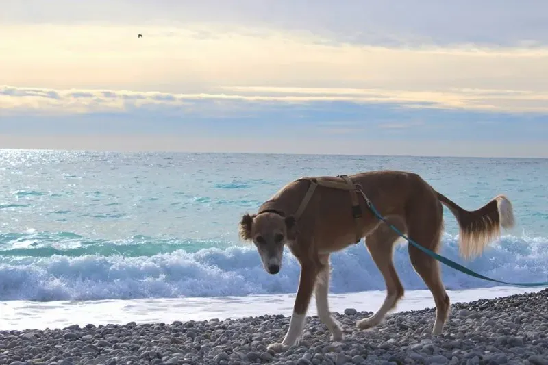 734961 10208781030833448 5610505269953636102 n