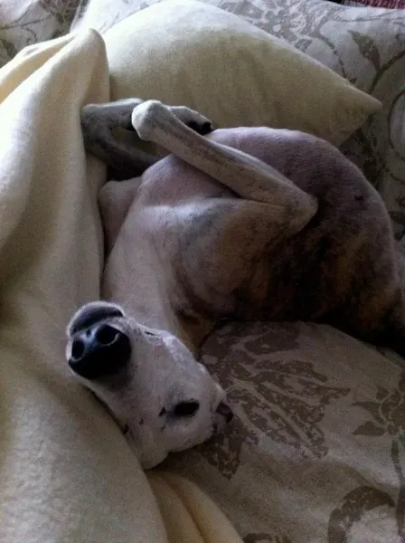 736668 267406393385777 1033161566 o