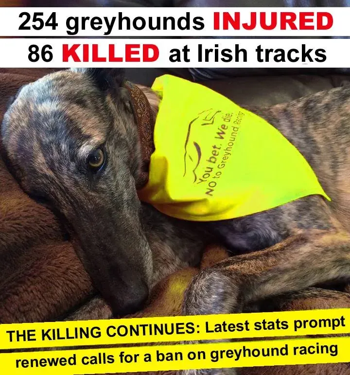 74218994 2496302963818580 6151139315360464896 n