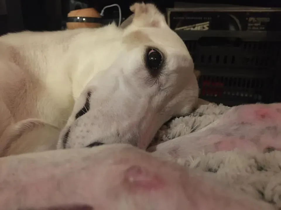 74703517 2556295854454254 7180193855776489472 n