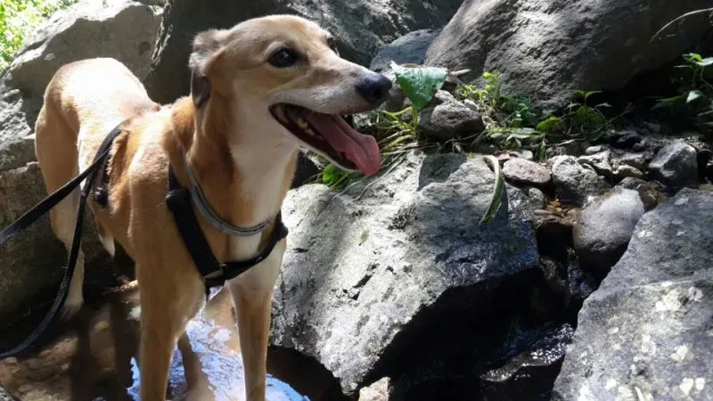 74963 575319672639082 2630374188480652849 n