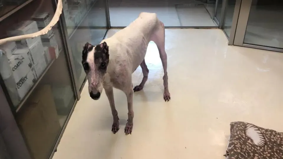 75271482 2556295911120915 8723775363605331968 n