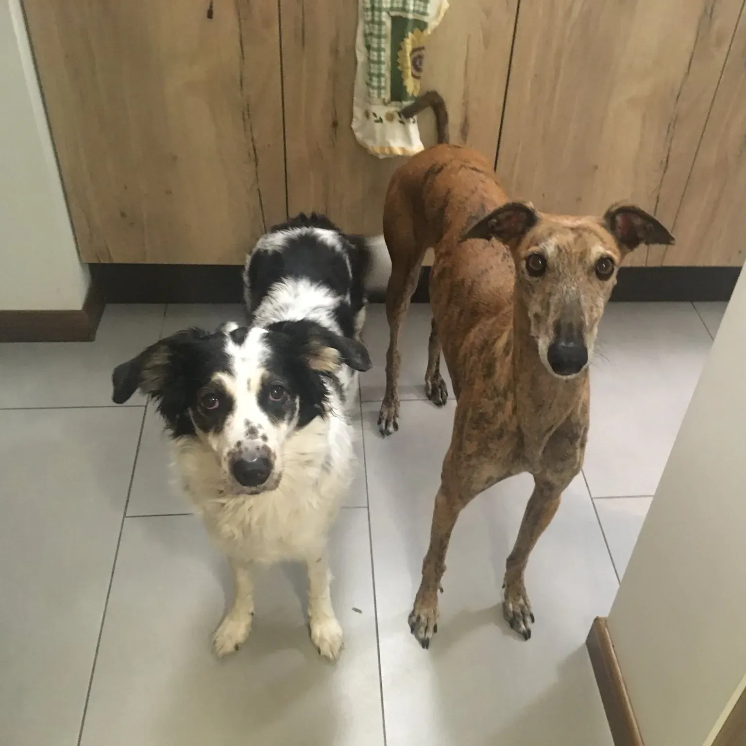 75392691 10156945171573246 7777352334652211200 o