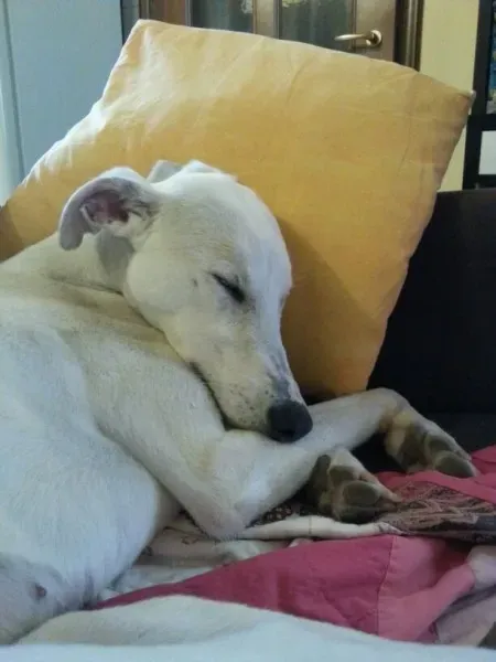 75caf4a4e7e2e40fcb1dde69b798f780