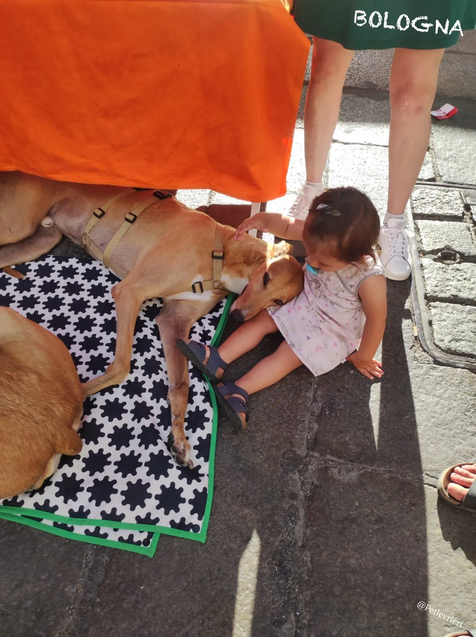 76187277 9767 4038 b556 0075a68f57d9 risultato