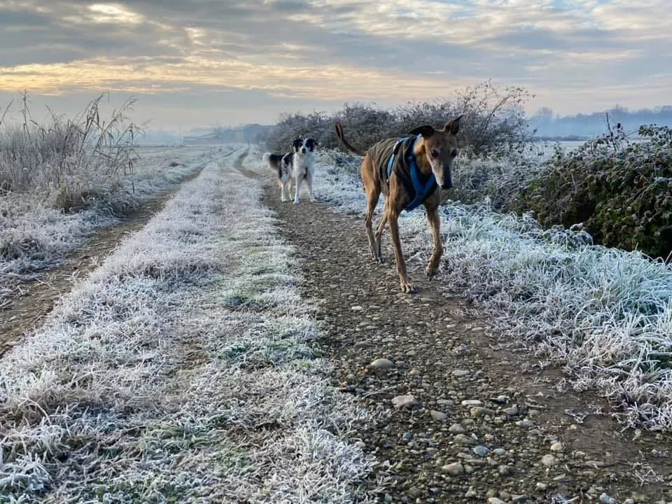 78812662 10157005744723246 7010083300832182272 n