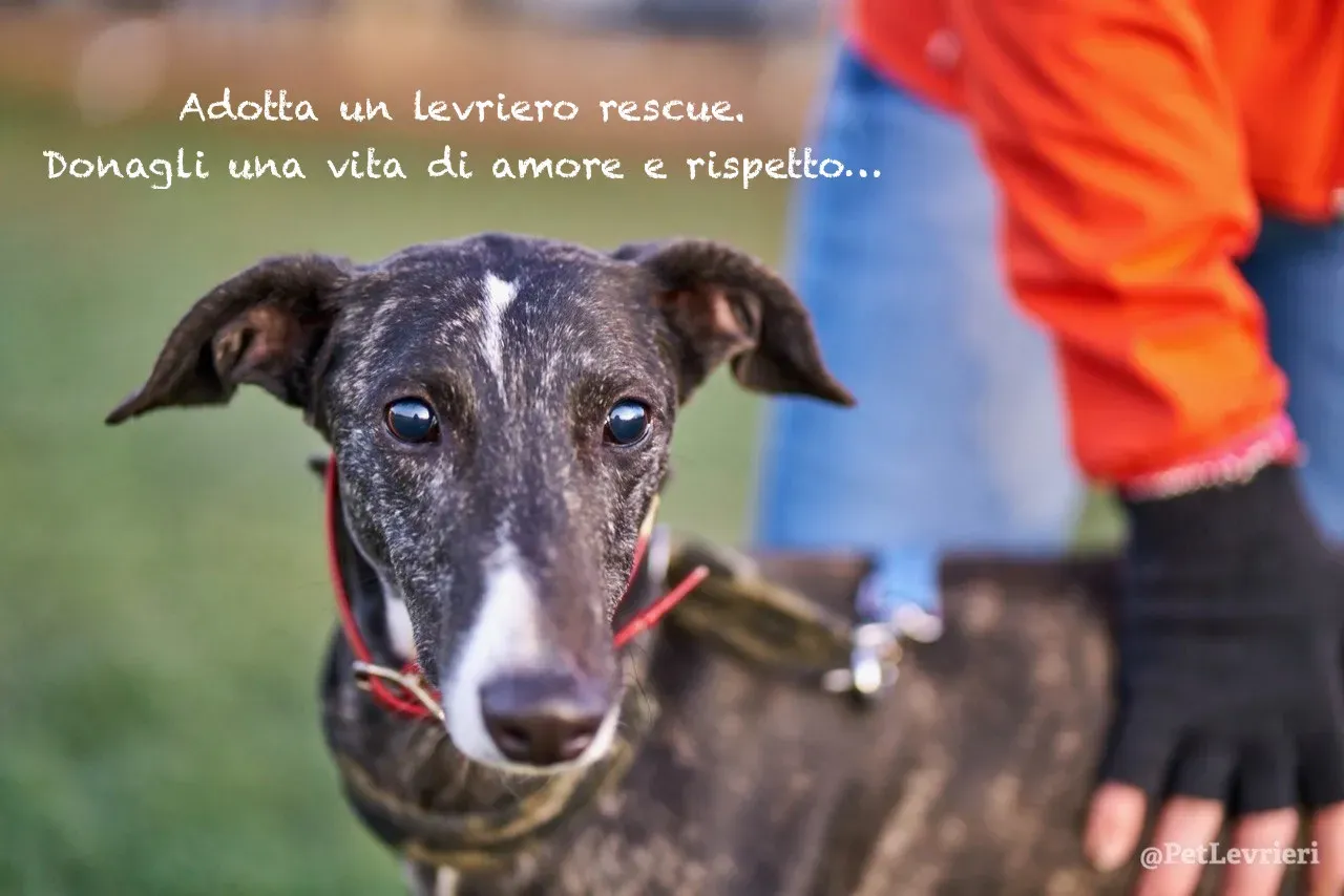 78886198 2646018188815353 4425326163388268544 o