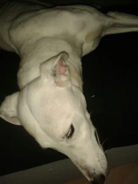 78a2e91b97869a1de7fbb9e7cccd17a5