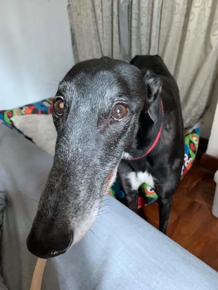 79382409 2668346013249237 1787977911614046208 n