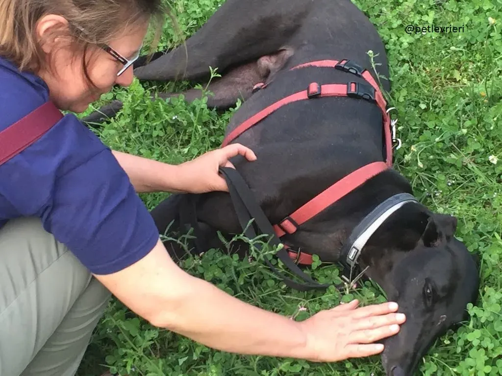 7 Doodle Greyhound rescue petlevrieri petlevrierionlus foster progettofoster