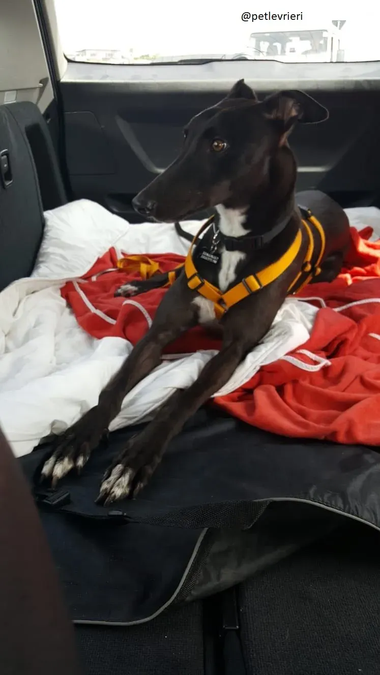 7 Jerry Greyhound rescue petlevrieri petlevrierionlus foster progettofoster