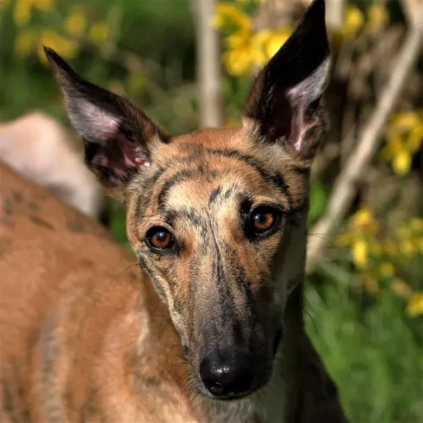 7 Nori feliciacasa petlevrierionlus petlevrieri 