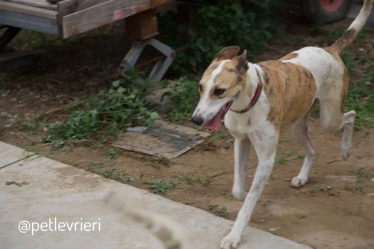 7 Sam whippet petlevrieri petlevrierionlus salvatomercatodellacarne cina maco.JPG