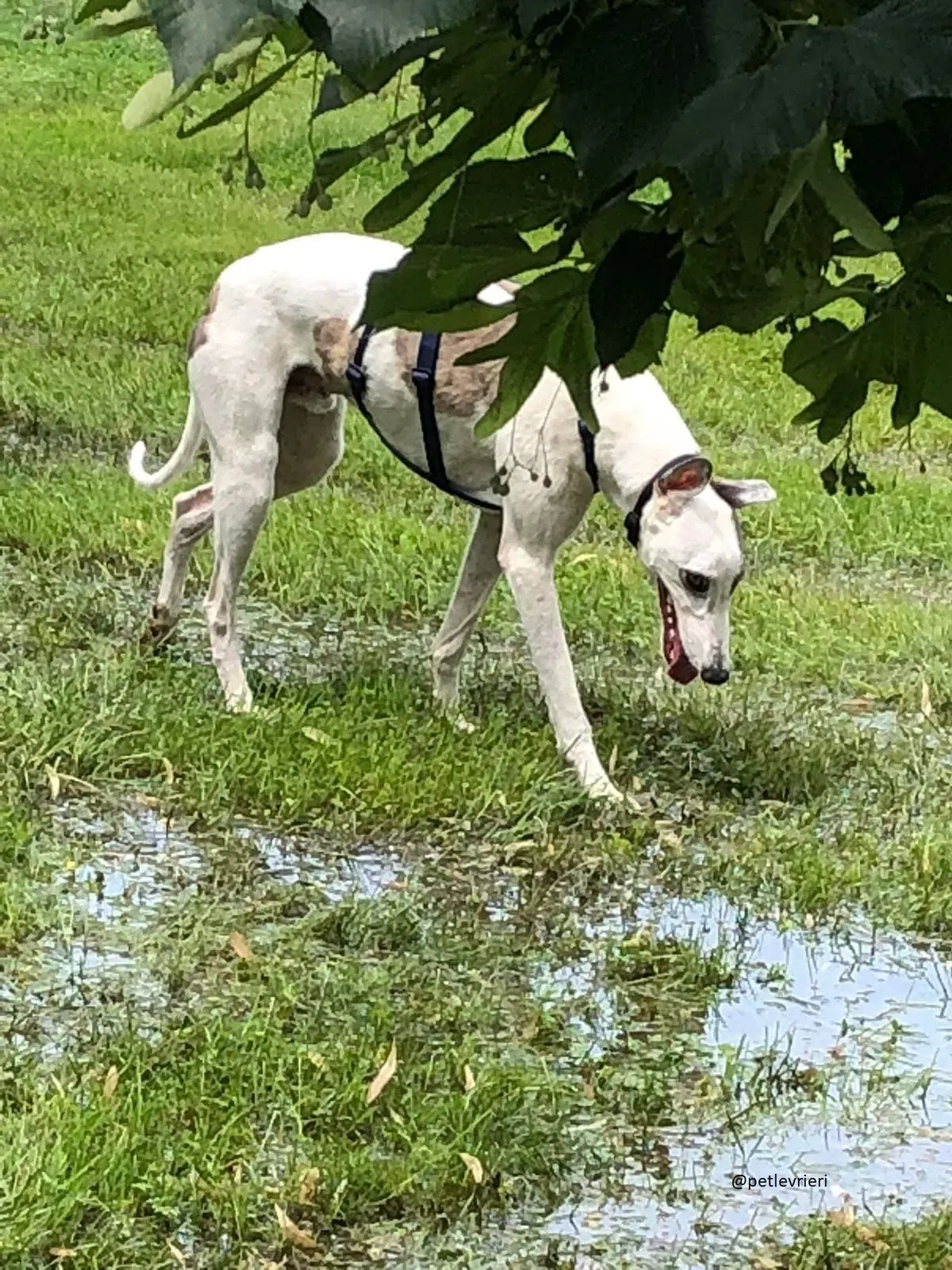 7 Spark Greyhound rescue petlevrieri petlevrierionlus foster progettofoster