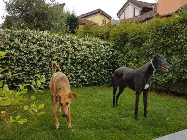 7 Steve lurcher petlevrierionlus adozione foster fostering