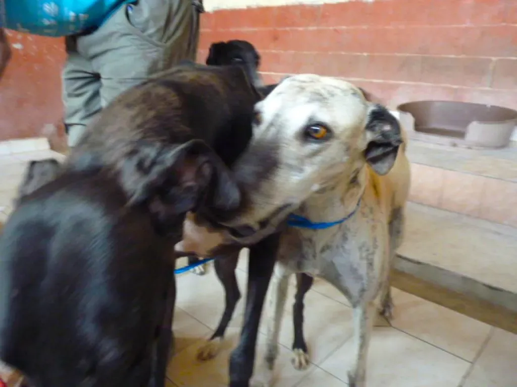 7  8526 adozione levrieri galgo