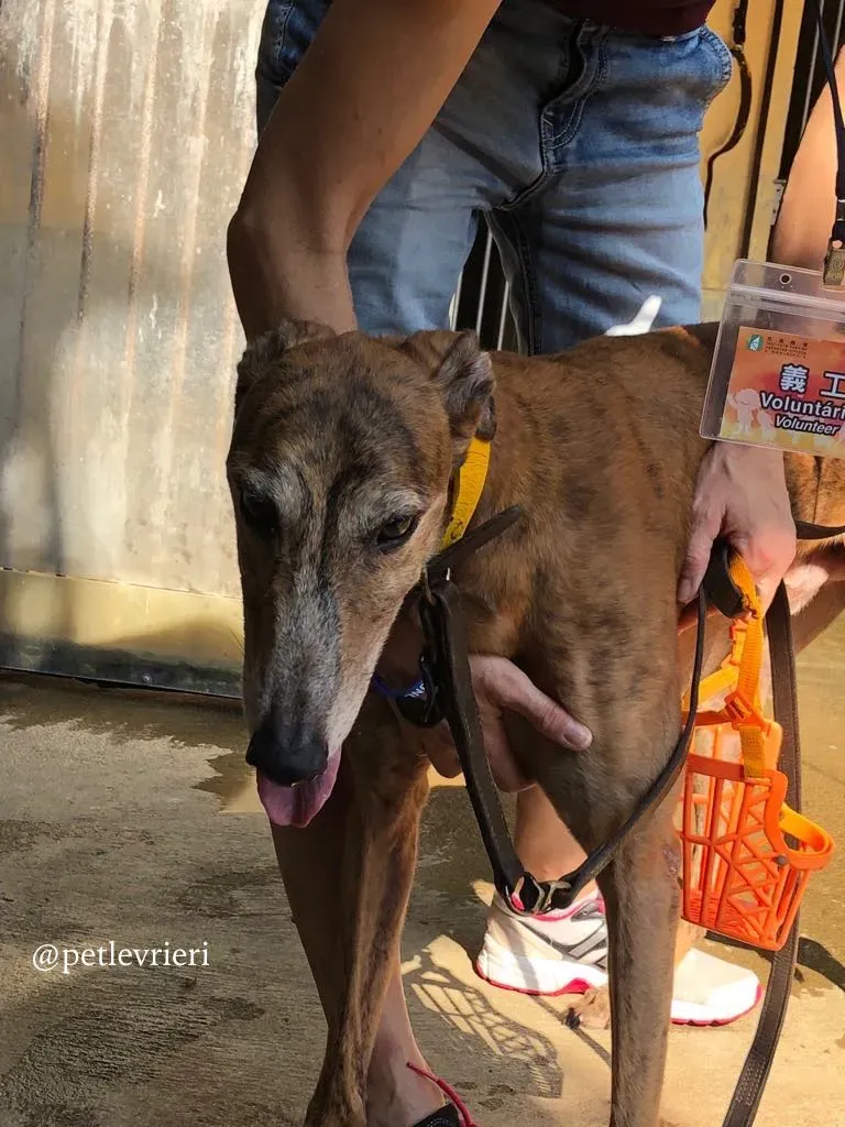 7 aogiri sen adozione greyhound macao