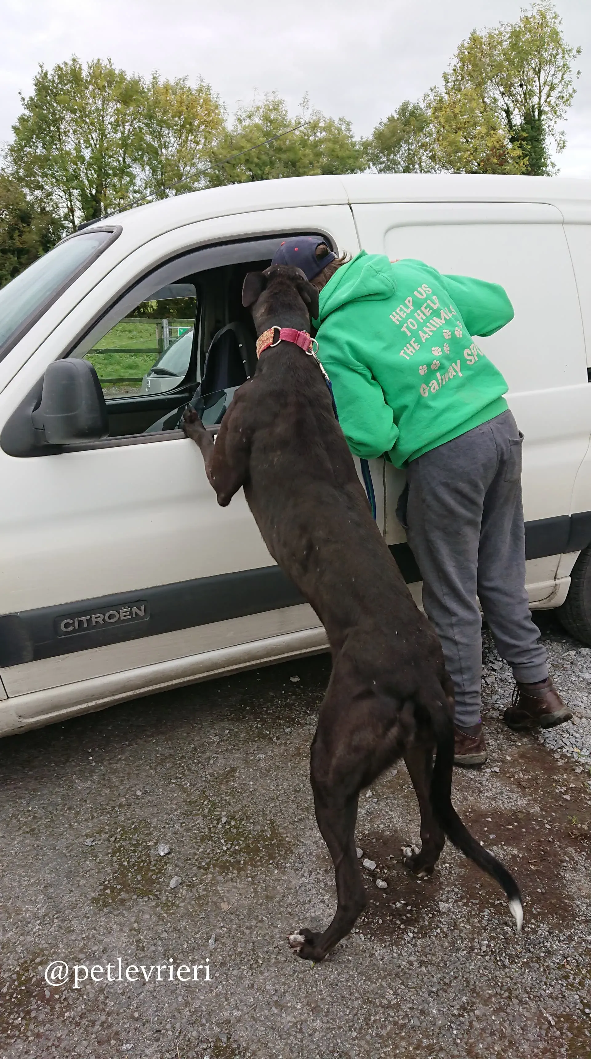 7 ash adozione levrieri greyhound