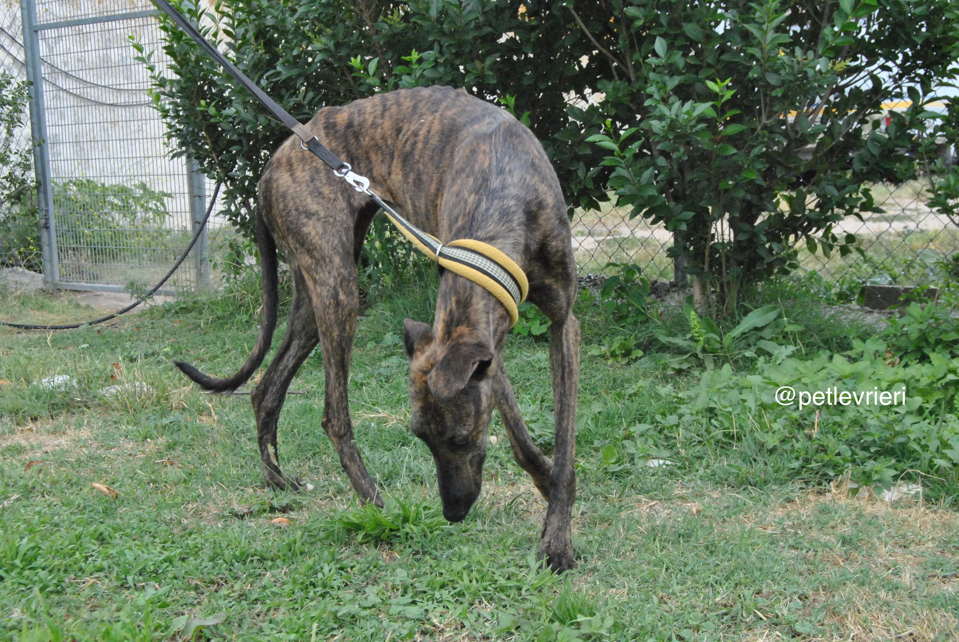 7 bala adozione levrieri galgo