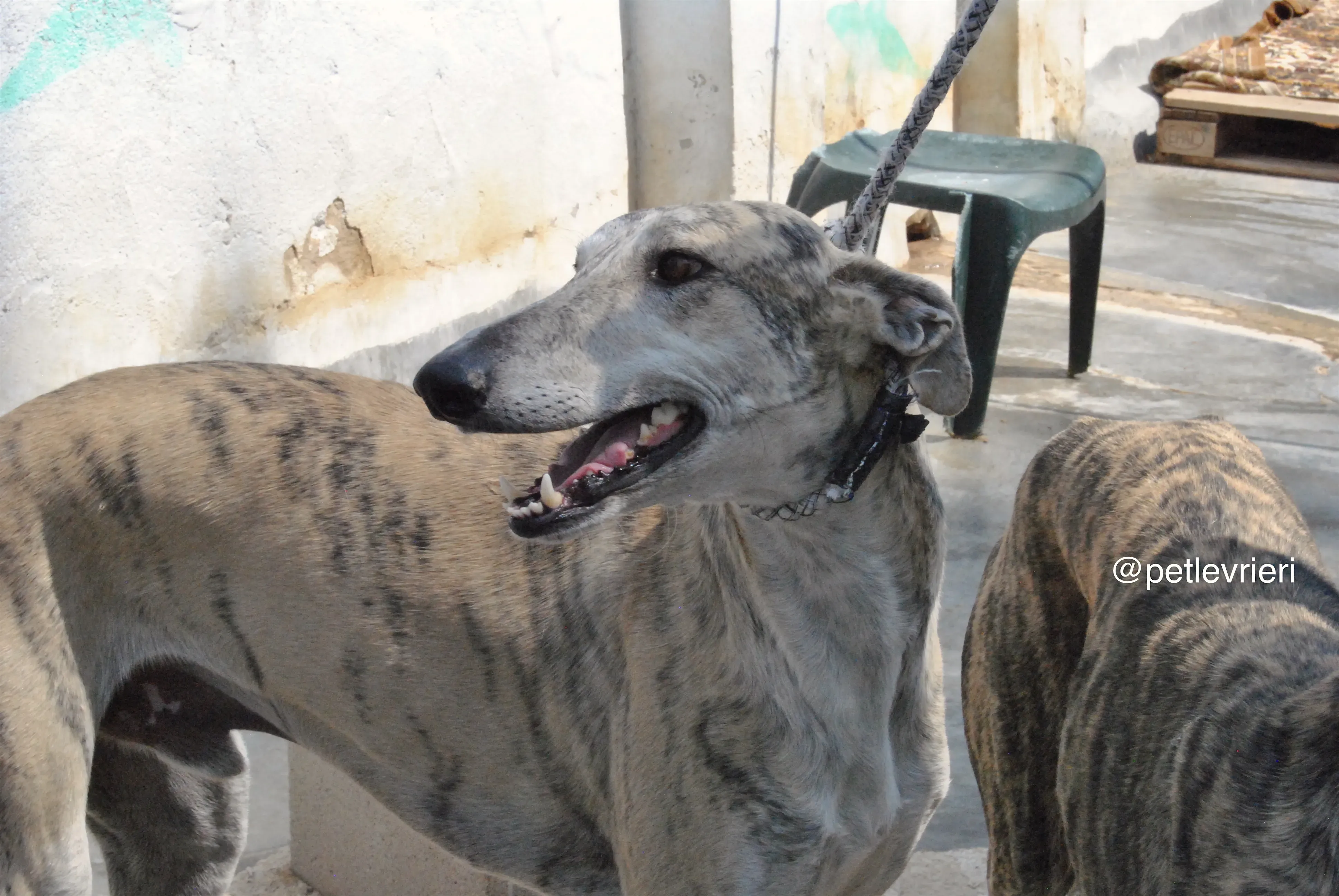 7 bastorin adozione levrieri galgo 1