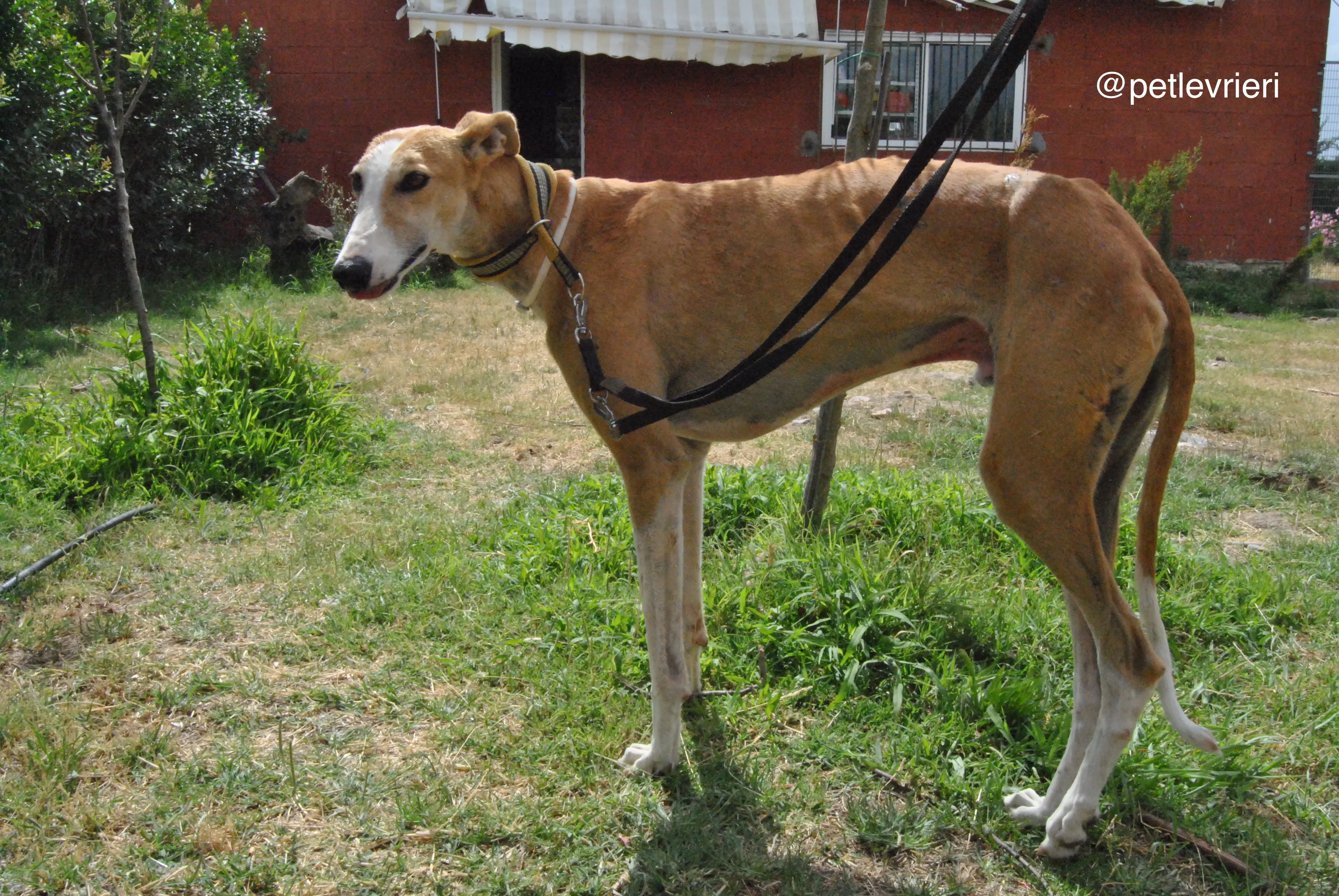 7 bisky adozione levrieri galgo