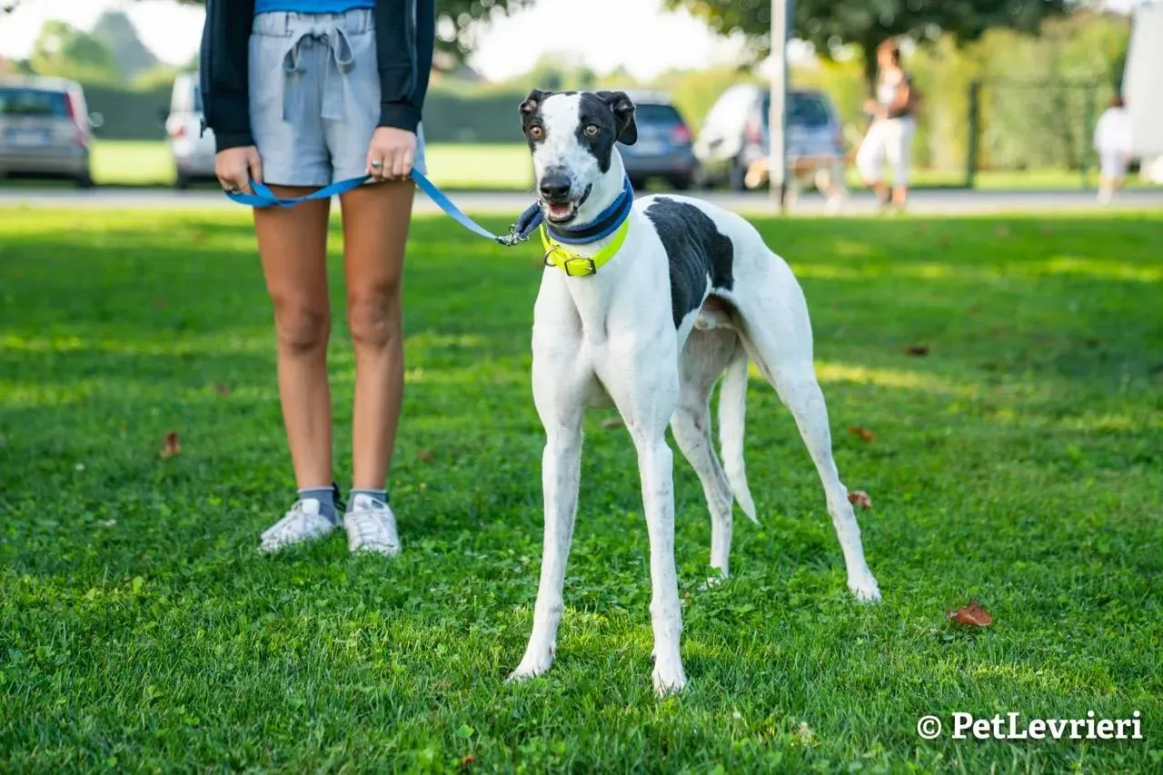 7 bob adozione levrieri greyhound