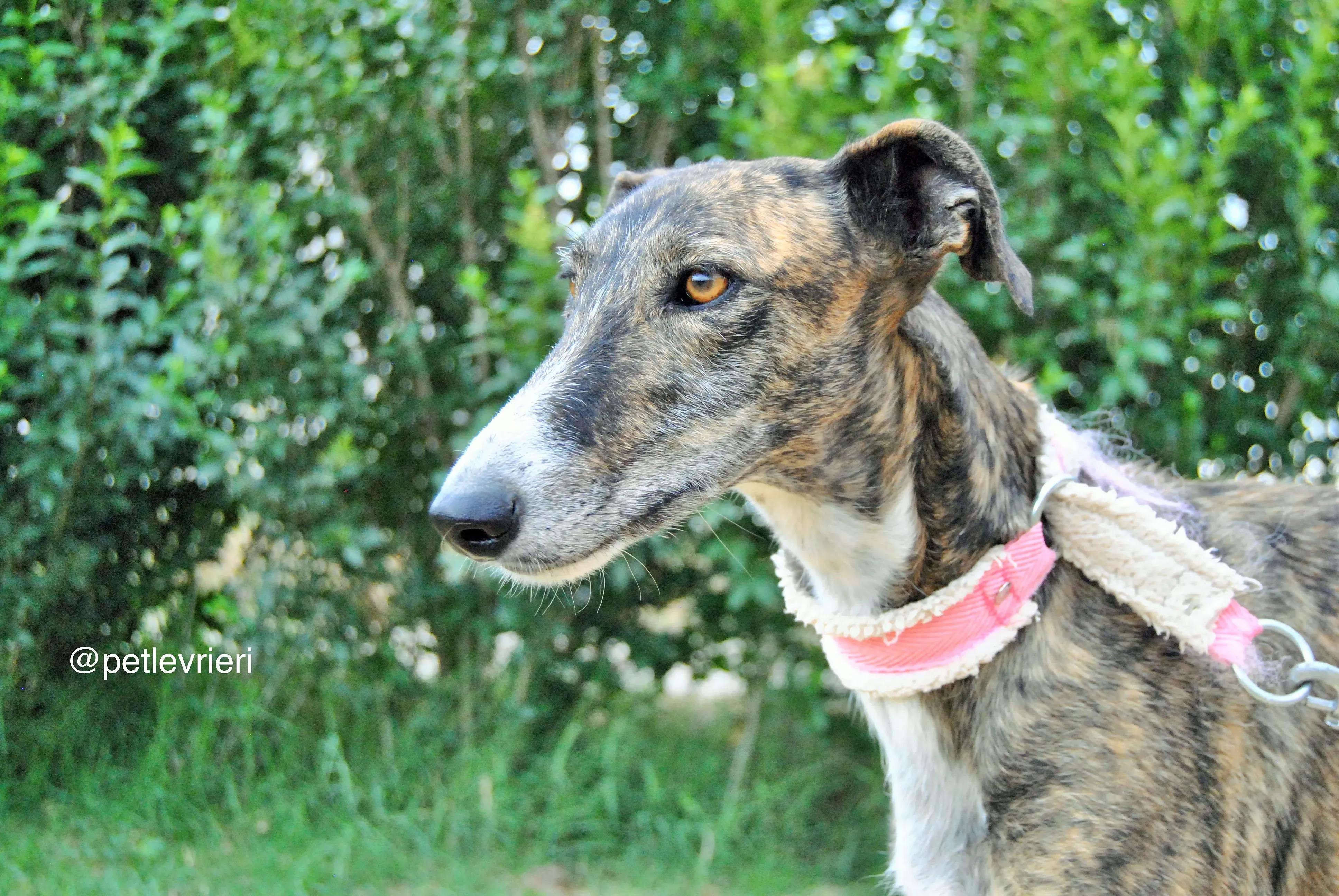 7 brandy adozione levrieri galgo