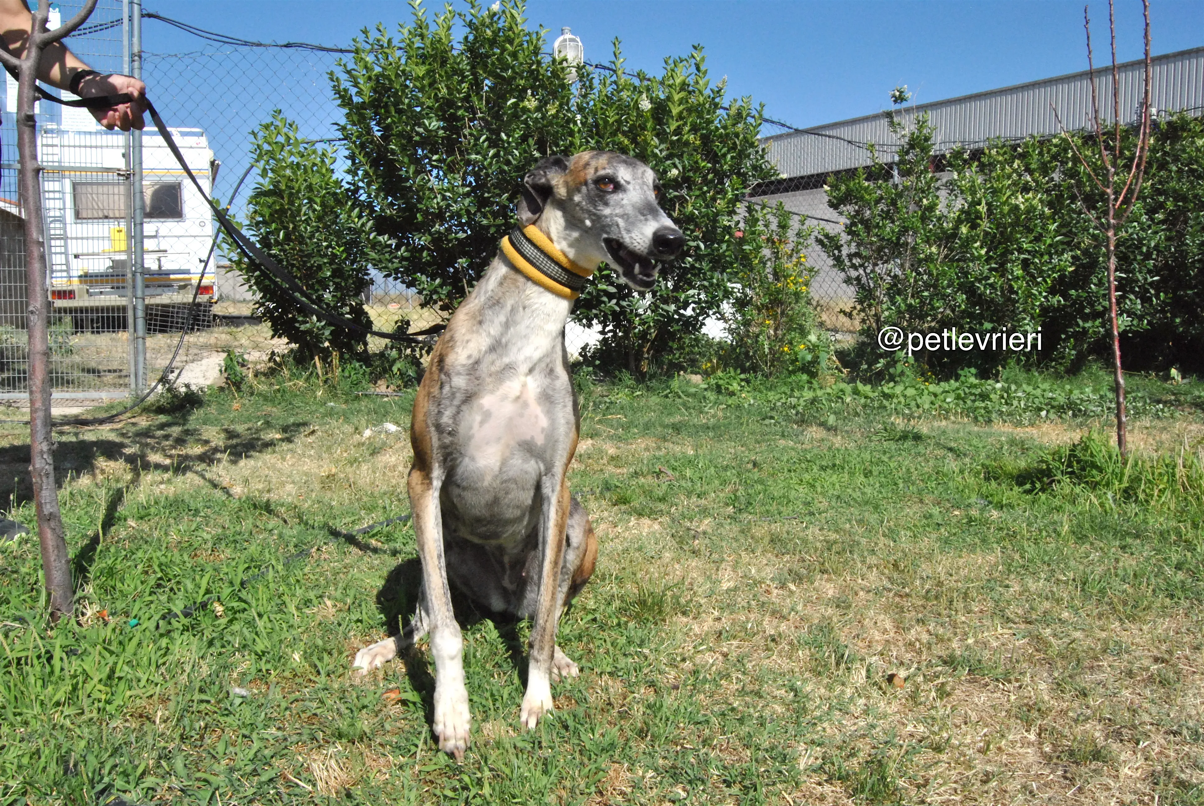 7 campanera adozione levrieri galgo