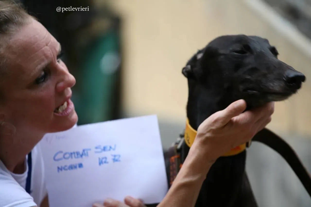 7 combat sen adozione greyhound macao