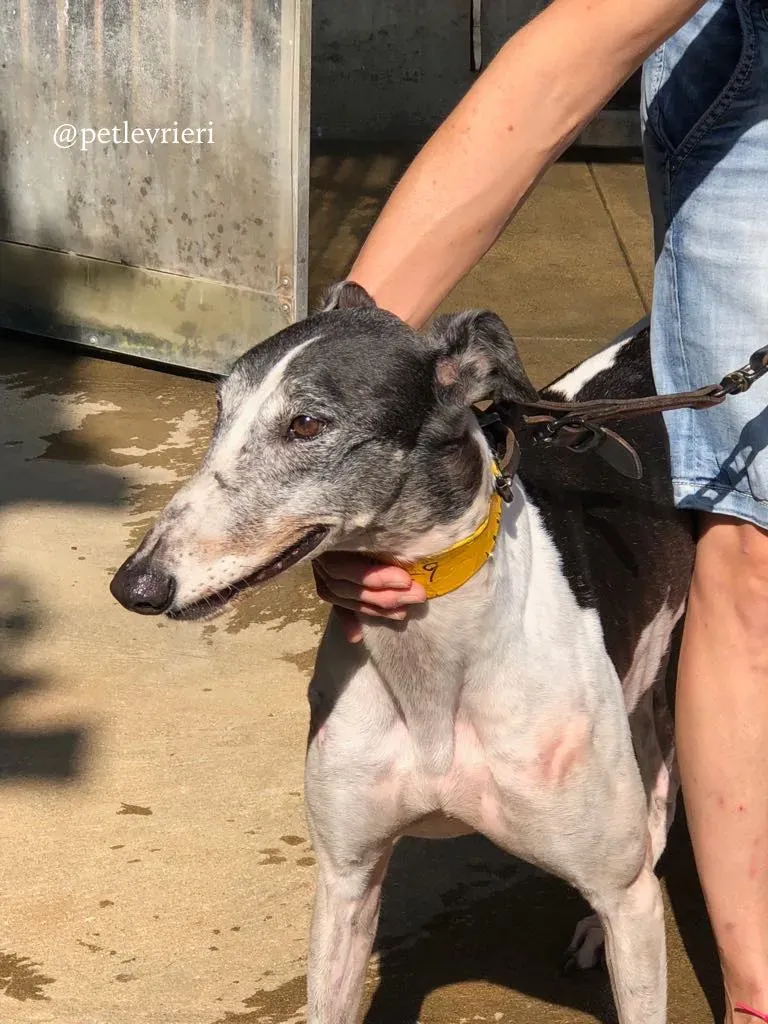 7 cyns crusader adozione greyhound macau