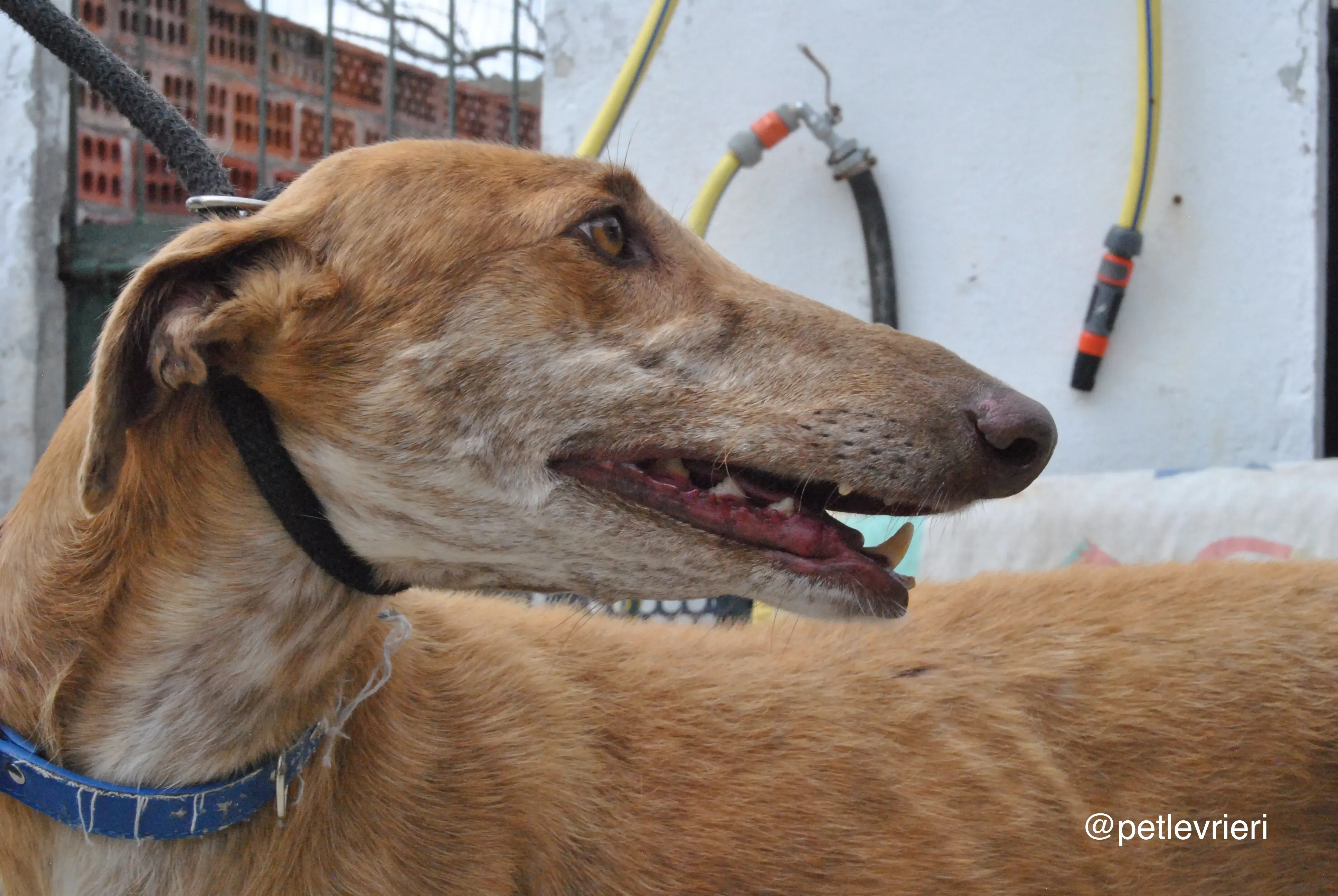 7 dali adozione levrieri galgo