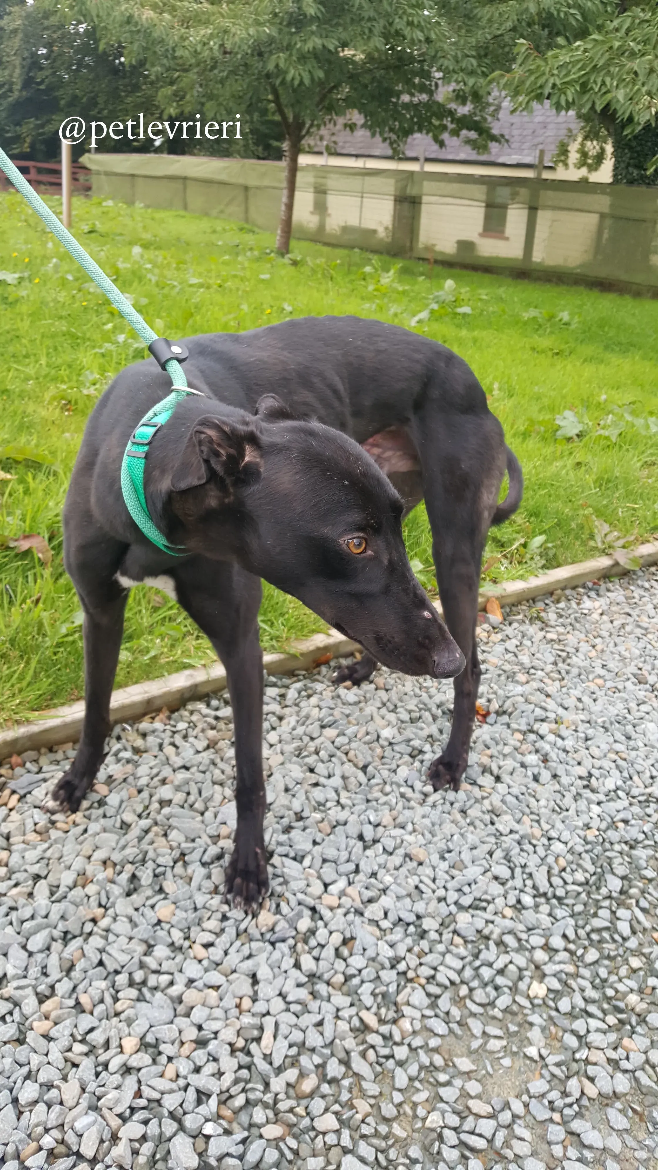 7 doc adozione greyhound