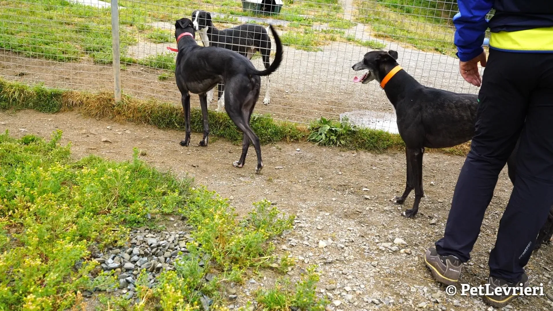 7 ed adozione levrieri greyhound