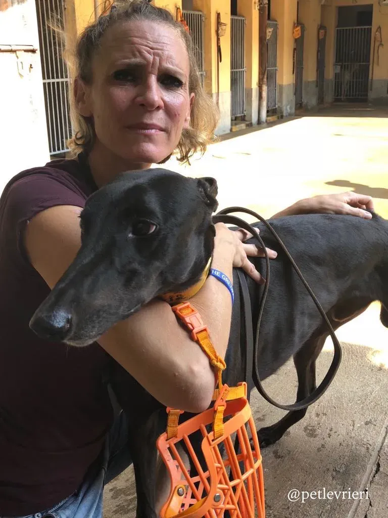 7 fear the beat adozione greyhound macao