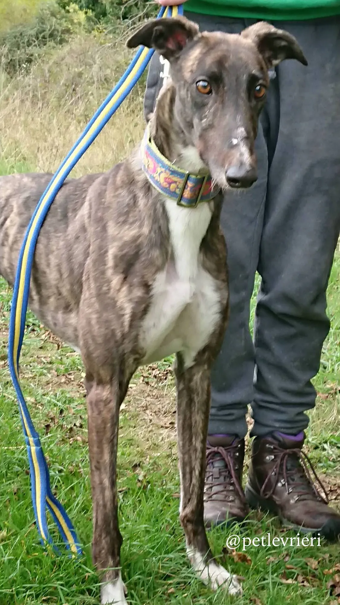 7 femi adozione levrieri greyhound